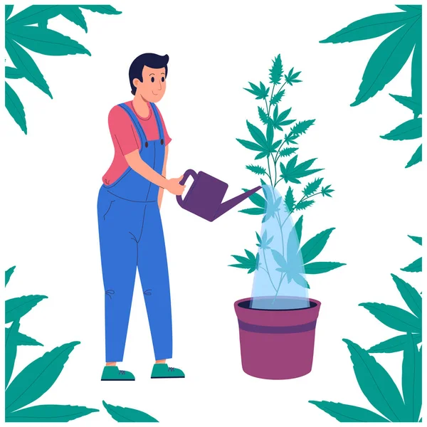 Sulama kutusundan kenevir sulayan bir adam. İçeride marihuana yetiştiriyor. Indica, Sativa, THC, tıbbi ve eğlence amaçlı CBC, 4.20. Marihuana yetiştirme çiftliği. .vektör illüstrasyonu