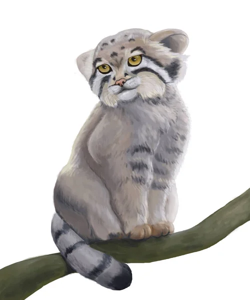 Manul, otocolobus manul, Branch 'ın üzerinde duran yetişkin. Pallass Cat. Baygın bakışlı. .illüstrasyon beyaz arkaplanda.