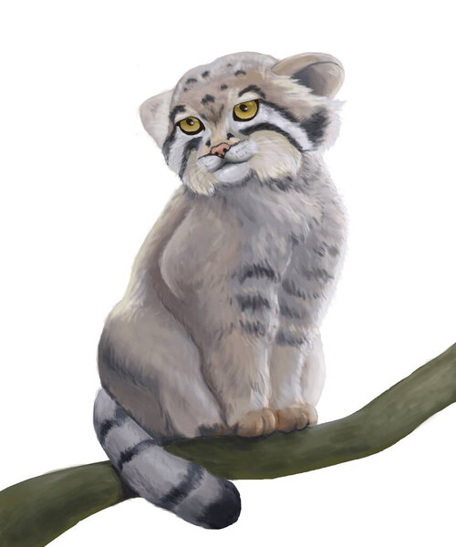 Manul, otocolobus manul, Adult standing on Branch. Pallass Cat .with a languid look. .illustration on a white background.