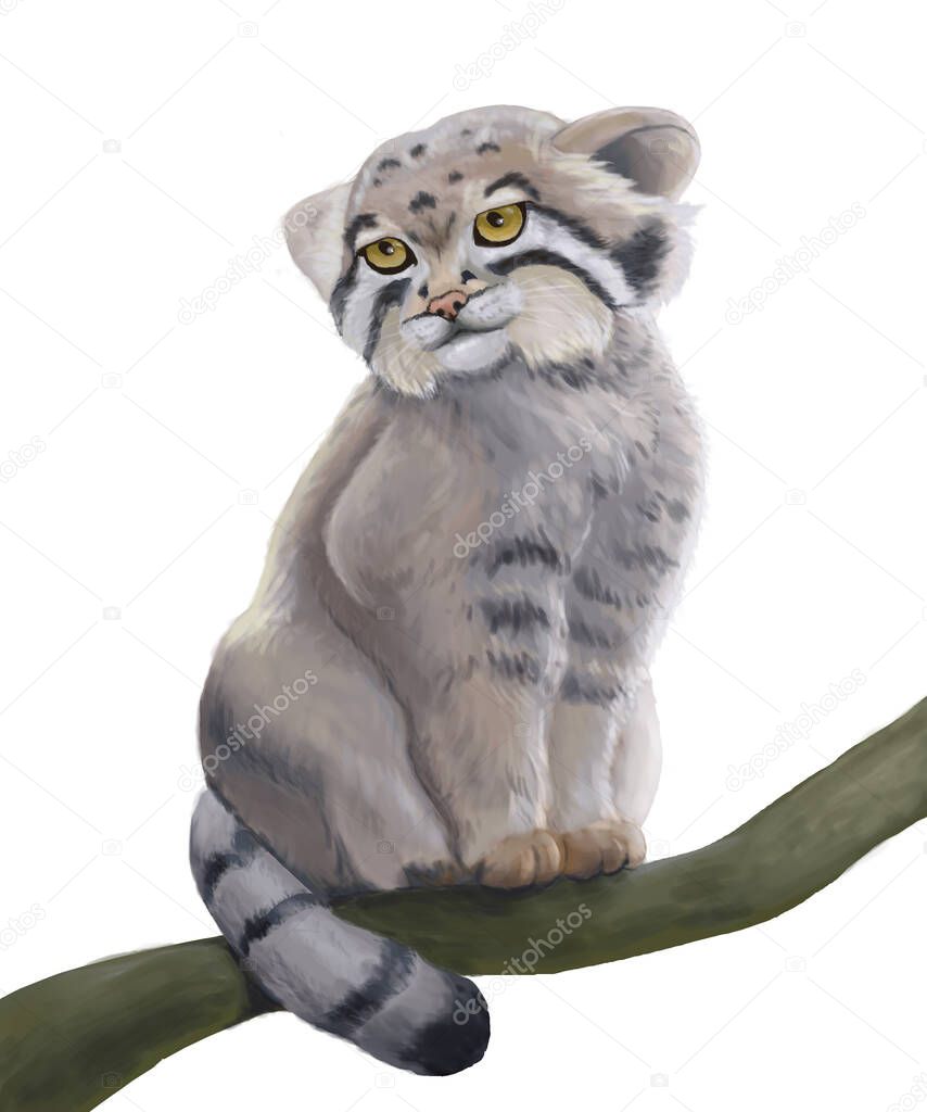 Manul, otocolobus manul, Adult standing on Branch. Pallass Cat .with a languid look. .illustration on a white background.