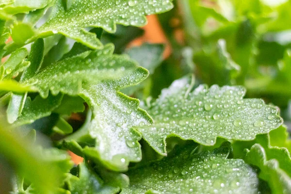 Leaves Indoor Plants Water Drops — Stock Photo, Image