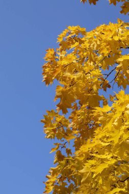 Akçaağaç sarısı yapraklar mavi gökyüzüne karşı.