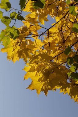 Akçaağaç sarısı yapraklar mavi gökyüzüne karşı.