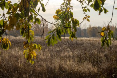 Şafak vakti eğilmiş bir ağacın altında bir tarla..