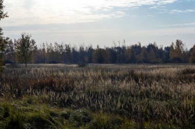 Rus sonbahar manzarasının şafağı.