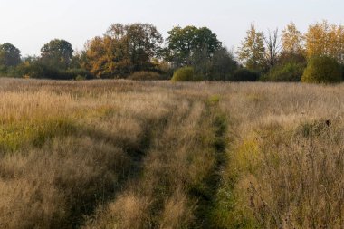 Şafak vakti tarlada bir yol manzarası.