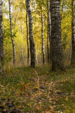 Ekim ayında huş ağacı ormanında bir patika..