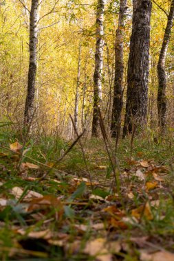 Ekim ayında huş ağacı ormanında bir patika..