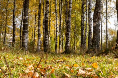 Güneşli huş ağacı koruluğu Sabah güneşi.