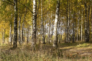 Güneşli huş ağacı koruluğu Sabah güneşi.
