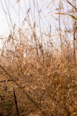 Sabah güneşinde çimlerin üzerinde çiy taneleri.
