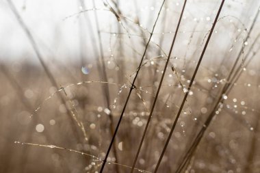 Çiy damlalarıyla bir tarlada kuru otlar..
