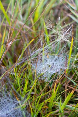 Çimlerin üzerindeki örümcek ağları çiy damlalarında.