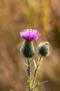 Rahipteki diken şafak vakti açtı..