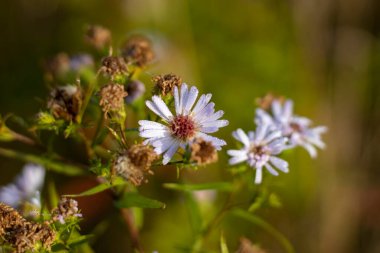 Şafakta papatya çiçekleri.