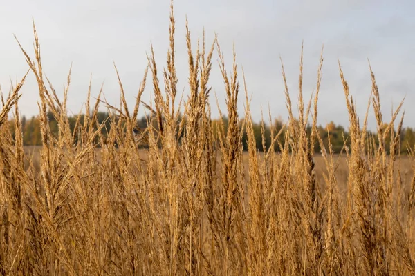 Vass Fältet Tidigt Morgonen Stockfoto