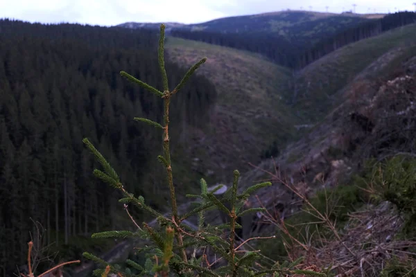 亚斯纳 马蒂奇森林 斯洛伐克风景 Tatra 塔特拉塔特拉 — 图库照片