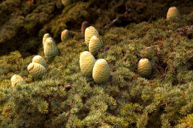Lübnan sedir ormanı. Külah Lübnan sedir üzerinde. Lübnan Cedars