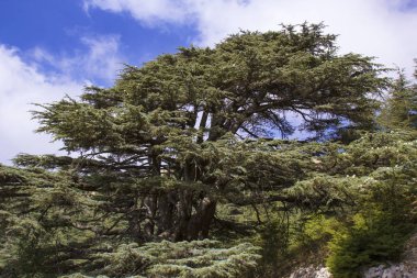 Lübnan sedir ormanı. Lübnan dağlarında bir kez kalın sedir ormanları ile gölgeli. Sedir ağacı Lübnan sembolüdür.