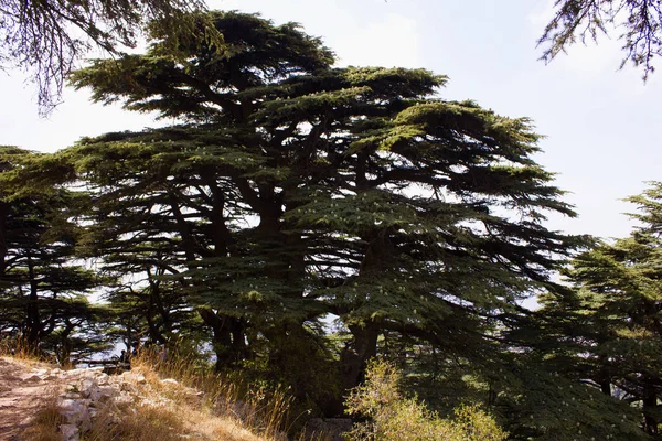 Cedar forest in Lebanon. The mountains of Lebanon were once shaded by thick cedar forests. The Cedar tree is the symbol of the Lebanon.