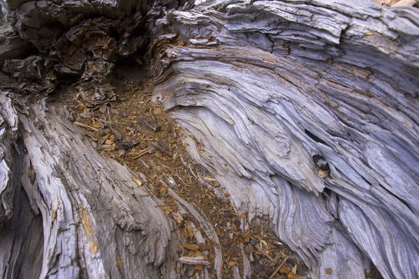 Old Lebanon Cedar. Ancient cedar stump for wood texture.The Cedars of Lebanon