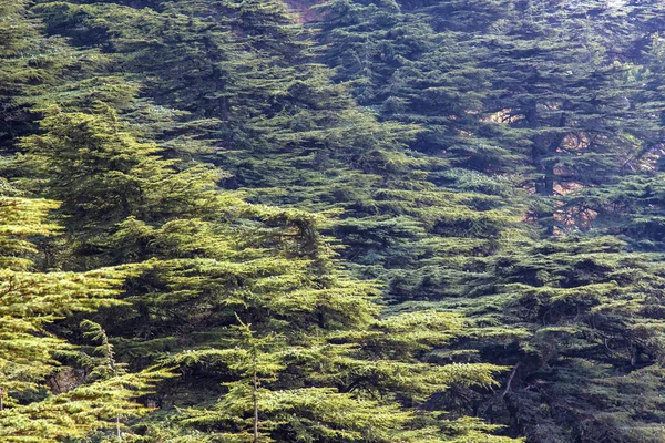 Cedar forest in Lebanon. The mountains of Lebanon were once shaded by thick cedar forests. The Cedar tree is the symbol of the Lebanon.
