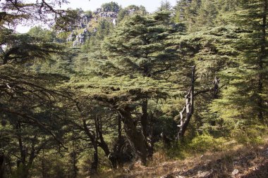 Lübnan sedir ormanı. Lübnan dağlarında bir kez kalın sedir ormanları ile gölgeli. Sedir ağacı Lübnan sembolüdür.