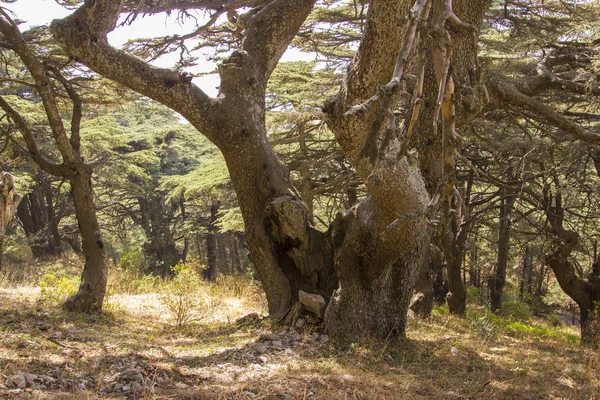 Cedar forest in Lebanon. Old Lebanon Cedar. The Cedars of Lebanon