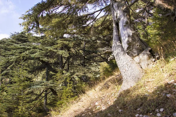 Cedar forest in Lebanon. Old Lebanon Cedar. The Cedars of Lebanon