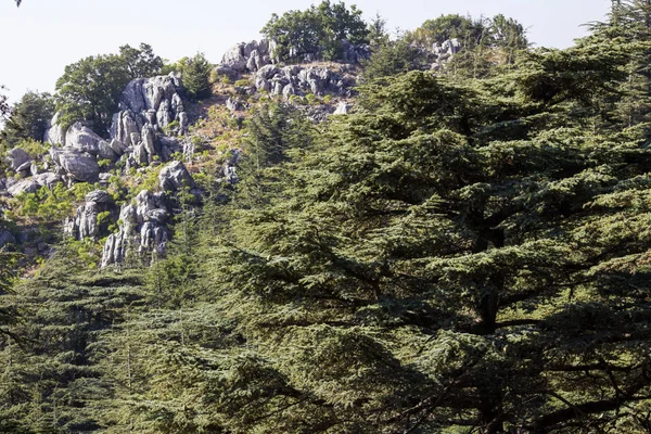 Cedar forest in Lebanon. The mountains of Lebanon were once shaded by thick cedar forests. The Cedar tree is the symbol of the Lebanon.