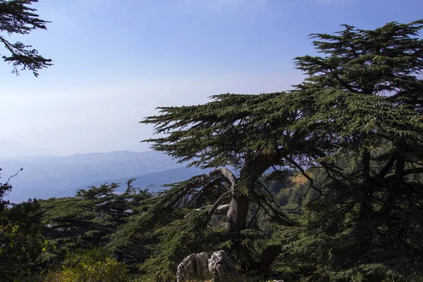 Кедровый Лес Ливане Горы Ливана Затенены Густыми Кедровыми Лесами Кедровое — стоковое фото