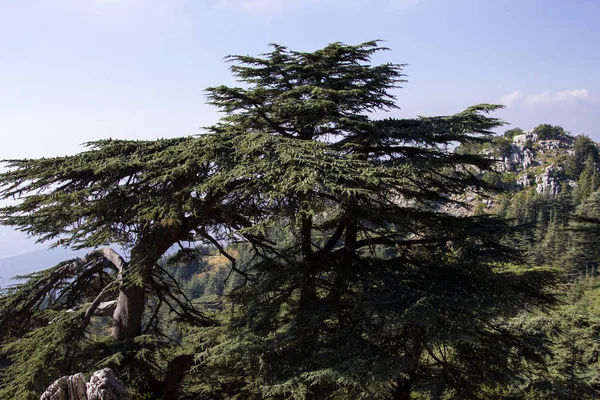 Forêt Cèdres Liban Les Montagnes Liban Étaient Autrefois Ombragées Par — Photo