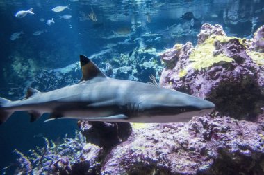 Cherbourg Octeville, Fransa-26 Ağustos 2018: Siyah uçlu resif köpekbalığı akvaryumu Deniz Müzesi La Cite de La Mer veya şehir deniz Cherbourg, Normandy, Fransa