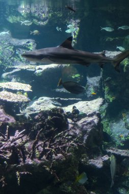 Mercan resifi ve balık ile sualtı manzara. Sualtı dünyasının akvaryum sakinleri