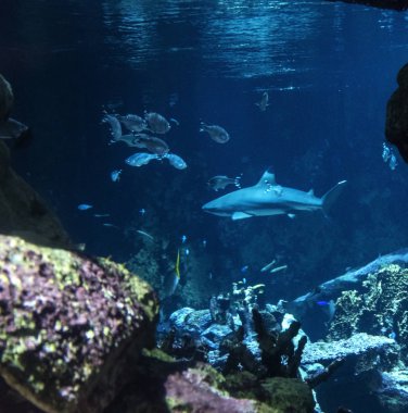 Mercan resifi ve balık ile sualtı manzara. Sualtı dünyasının akvaryum sakinleri