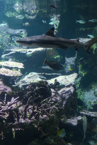 Mercan resifi ve balık ile sualtı manzara. Sualtı dünyasının akvaryum sakinleri