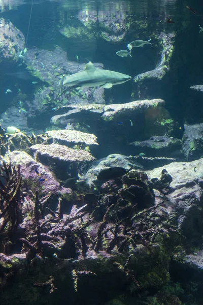 Paysage Sous Marin Avec Récif Corallien Poissons Les Habitants Aquarium — Photo
