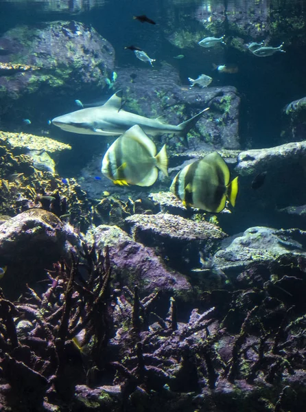 Mercan resifi ve balık ile sualtı manzara. Sualtı dünyasının akvaryum sakinleri
