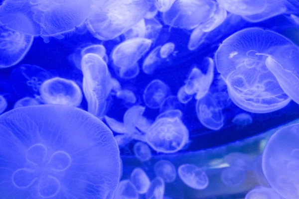 Μεγάλο Φωτεινό Jellyfishes Κολυμπώντας Στο Νερό Του Ενυδρείου — Φωτογραφία Αρχείου