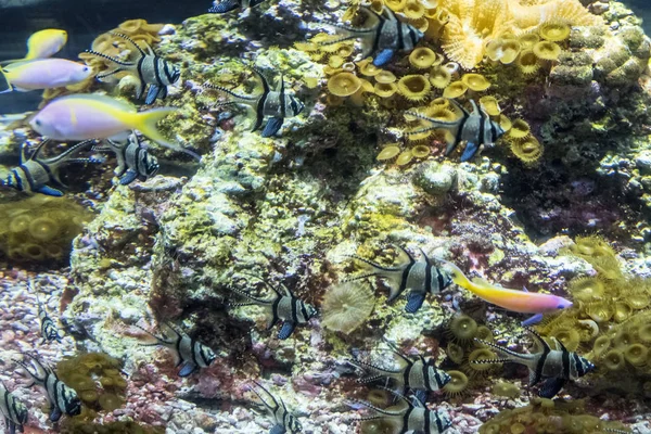 Paysage Sous Marin Avec Récif Corallien Poissons Les Habitants Aquarium — Photo