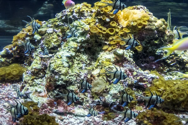 Underwater Landscape Coral Reef Fish Aquarium Inhabitants Underwater World — Stock Photo, Image