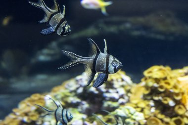 Mercan resifi ve balık ile sualtı manzara. Sualtı dünyasının akvaryum sakinleri