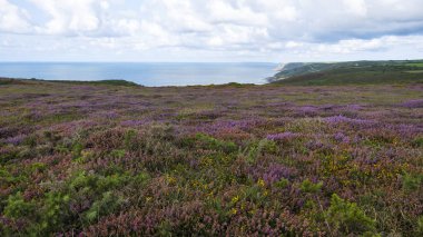 Fransa, Manche, Cotentin, Cap de la Hague, Biville dunes massif, en eski bir Avrupa, bir korumalı doğa rezerv olduğunu. Manş Denizi, Normandiya