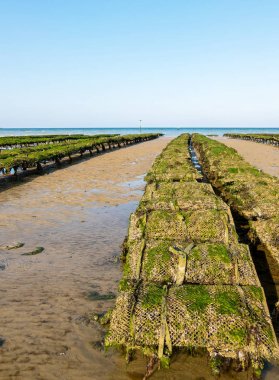 Düşük gelgitte istiridye çiftliğinde istiridye yatakları. Utah Beach, Normandiya, Fransa