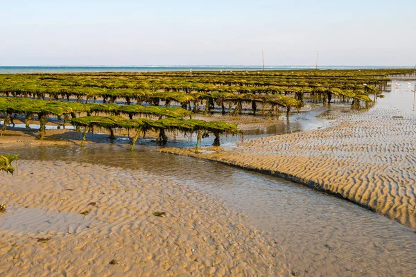 Oyster beds on the oyster farm at low tide. Utah Beach, Normandy, France — Stock Photo, Image