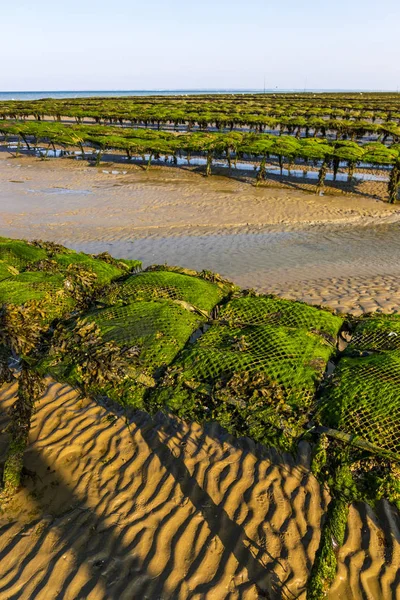 Oyster beds on the oyster farm at low tide. Utah Beach, Normandy, France — Stock Photo, Image