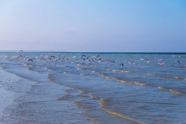 Normandiya'daki ünlü Utah Plajı'nda martılar, Fransa