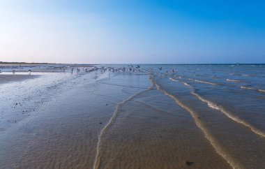Normandiya'daki ünlü Utah Plajı'nda martılar, Fransa