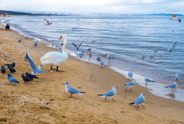 Cisnes e gaivotas na praia na costa do Mar Báltico, Polônia — Fotografia de Stock