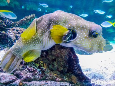 Mercan resifi ve balık ile sualtı manzara. Sualtı dünyasının akvaryum sakinleri